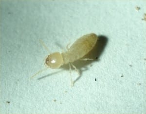 مكافحة النمل الابيض الارضة بجدة