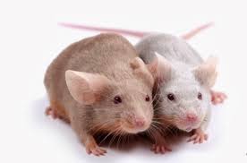 مكافحة الفئران المنزلية بالدمام