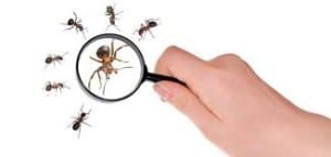 مكافحة النمل في المنزل بالدمام